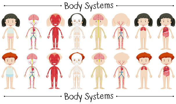 Body system of boy and girl