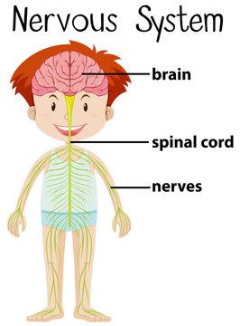 Nervous system in human body
