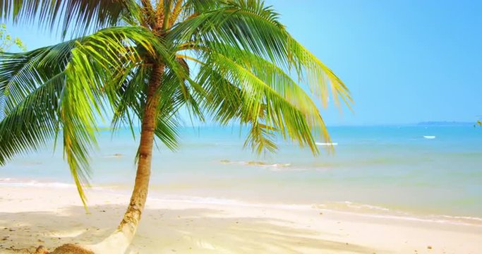 Idyllic tropical background of palm tree on scenic white sand beach of sea coast