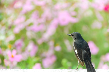 Oriental magpie robin