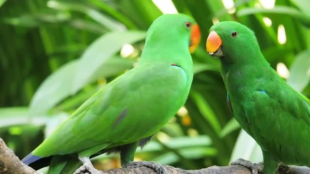 Green Eclectus parrot feeds grown baby on tree branch in natural environment