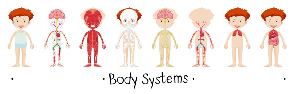 Body system of boy