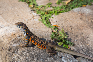 Naklejka premium Butterfly Agama Lizard