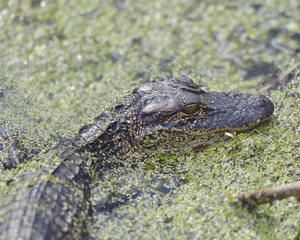 Young American Alligator