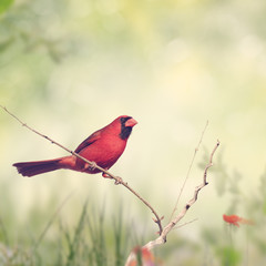 Male Northern Cardinal