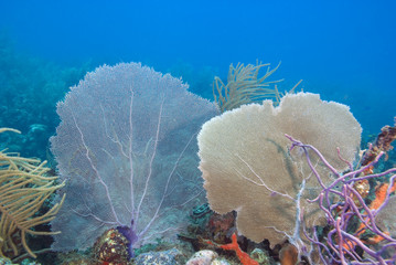 Sea fans at underwater tropical island coral reef
