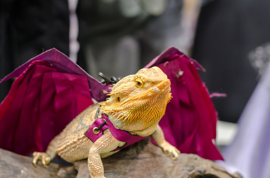 dressed up bearded dragon in pet variety thailand open show