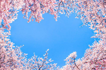 Fototapeta Rosa Kirschblüten vor blauem Himmel obraz