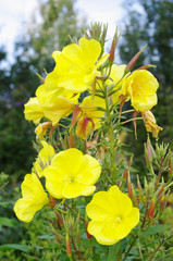 flowers of Evening primrose (lat. Oenothera biennis) closeup