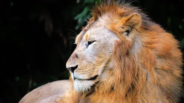 Big male lion wakes up after sleep and looks at camera close up view