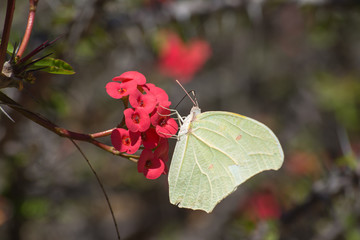 La mariposa inserta su antena dentro de la miel.