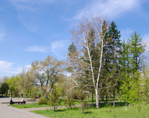 Obraz premium spring may city square with fresh greenery and blue clouds sky, Omsk, Russia