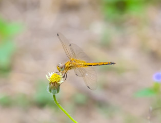 dragonfly