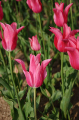 Pink tulips