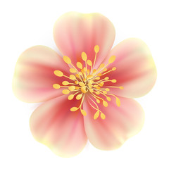 Fototapeta na wymiar Realistic beautiful pink flowers illustration