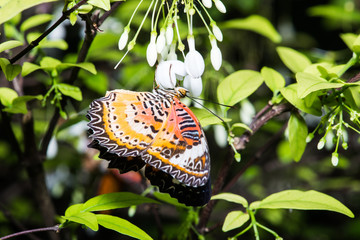 Leopard lacewing (Cethosia cyane euanthes) butterfly resting on plant.