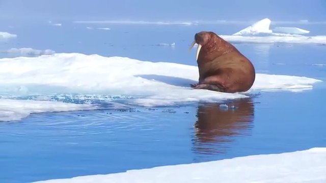A giant walrus sits on an iceberg.