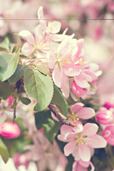Cherry blossoms on a branch in the sunshine. Tonning photo