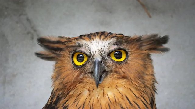 Close up fave of funny owl looking toward camera