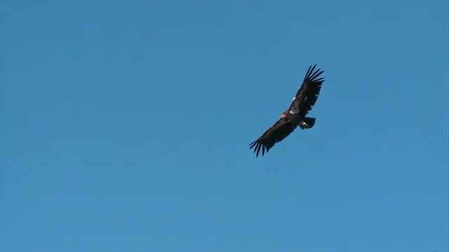 A condor soars over Grand Canyon National park.