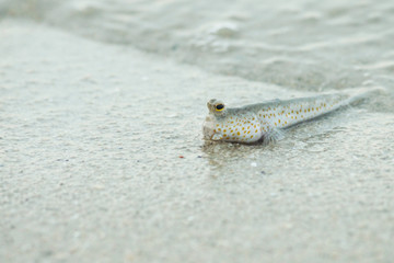 Portrait of a Gold Spotted Mud Skipper