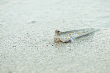 Portrait of a Gold Spotted Mud Skipper