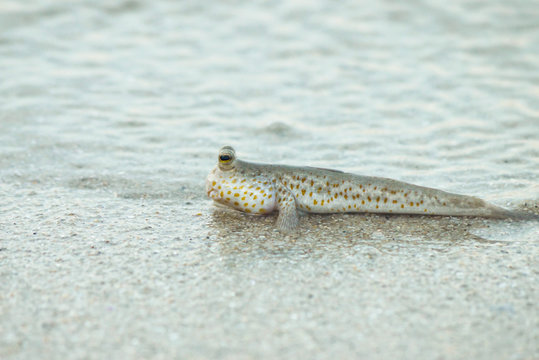 Portrait of a Gold Spotted Mud Skipper