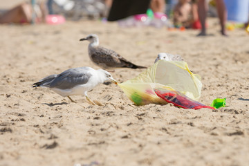 Fototapeta premium Gulls on the beach seaside dragged a bag of food