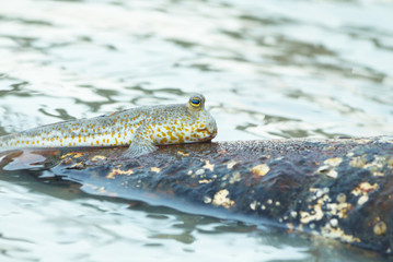 Portrait of a Gold Spotted Mud Skipper