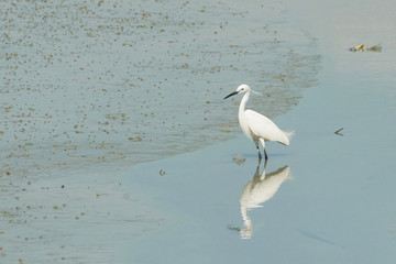 Portrait of a Great White Heron