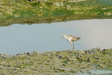 Portrait of a Wood Sandpiper