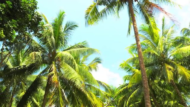 Palmtrees POV video with vivid green leaves on tropical island coast of Phuket