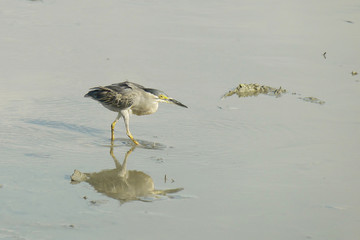 Portrait of a Striated Heron looking for food during low tide