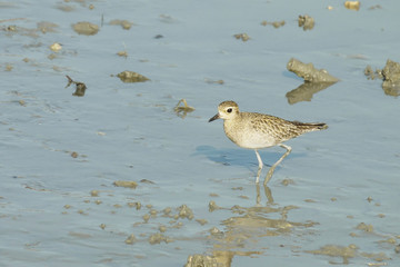 Portrait of a Semi Palmated Sandpiper