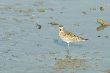 Portrait of a Semi Palmated Sandpiper