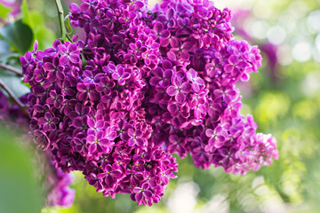 Green branch with spring lilac flowers