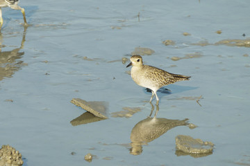 Portrait of a Semi Palmated Sandpiper
