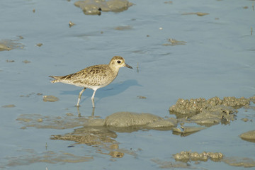 Portrait of a Semi Palmated Sandpiper