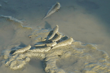 A Group of Gold Spotted Mud Skipper during Low Tide