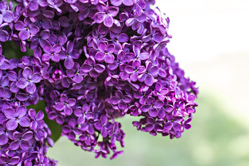 Fototapeta premium Green branch with spring lilac flowers