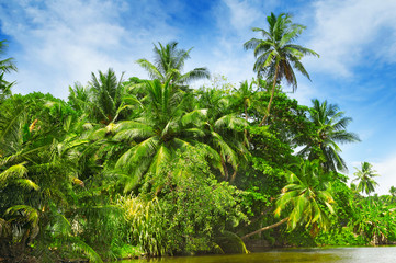 Tropisch palmbos aan de oever van de rivier