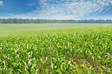 green corn field and blue sky