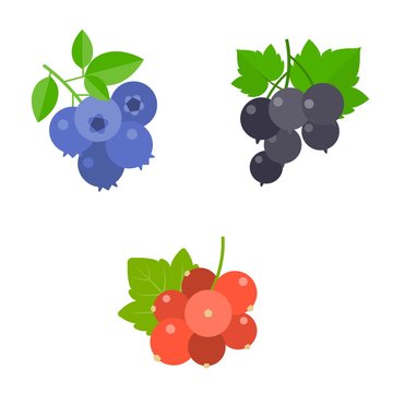 Berry vector set, blueberry, blackcurrant, red berry, flat design