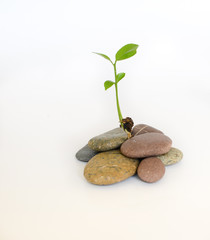 Plant growing from pebbles isolated on white background