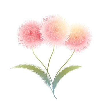 pink flowers with leaves on a white background. Vector illustrat