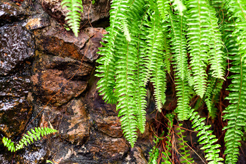 Maidenhair leaves green.