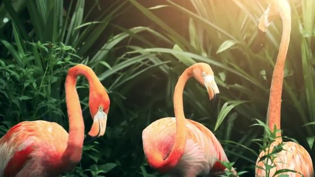 Flamingos in the tropical sun
