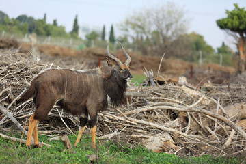 A lone goat in search of fresh grass