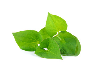 Herbal fish mint leaves isolated on white background