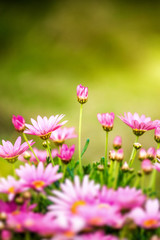 Obraz premium Daisy